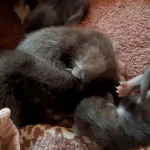 Vier Marderbabys bei Abriss entdeckt und gerettet