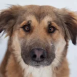 Ukraine: Massenhaft Tiere auf der Flucht / Einreise auch nach Österreich erleichtert