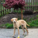 Misshandelter Bettler-Hund Rocky hat Familie gefunden –