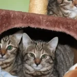 Drei Katzenkinder bei Müllcontainern in Ranshofen ausgesetzt