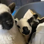 Mütter bei Geburt gestorben: Ersatzmamas für 3 Waisenkinder