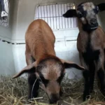 Mutter in Zaun stranguliert –