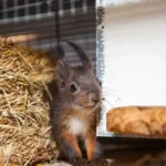 Nasskaltes Wetter große Gefahr für Wildtierbabys