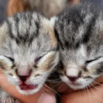 Neugeborene Kätzchen vor Pizzeria ausgesetzt