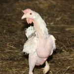 Ostern – kein Fest für Tiere:  PFOTENHILFE zeigt schockierende Bilder  geretteter Legehennen