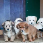 PFOTENHILFE-Aktion „Futter statt Böller“