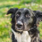 PFOTENHILFE-Spender bietet 5.000,- Ergreiferprämie für kaltblütig ermordeten Hund