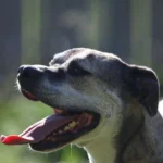 38 mumifizierte Hunde – Prozess vertagt