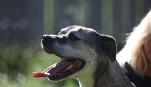 38 mumifizierte Hunde – Prozess vertagt