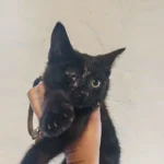 Beinahe überfahren: Frau rettet Kätzchen von der Straße