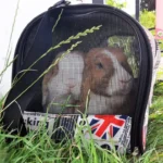 Kaninchen in Tasche vor Tierheim ausgesetzt