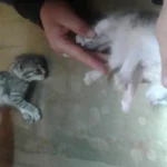 Paar ließ fünf schwerkranke Katzenbabys im Stich: alle tot