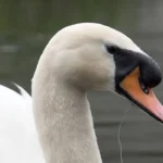 Pfotenhilfe konnte Mattighofener Schwan endlich von Angelhaken befreien