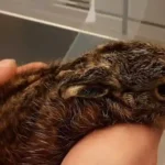 Pfotenhilfe nimmt erstes Hasenbaby auf: