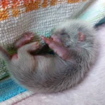 Plötzlich lag ein Iltisbaby vor der Tür