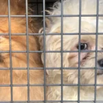 Polizeieinsatz bei aggressiver Frau mit Tierhaltungsverbot