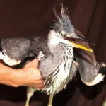 Reiher mit gebrochenem Flügel erfolgreich operiert