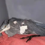 Reiher musste Flügel amputiert werden