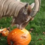 Rekordverdächtiges Obstjahr: lieber spenden als verfaulen lassen