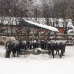 Riesige Schneemassen am Tierschutzhof PFOTENHILFE.