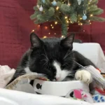 Dezember 2018 am Tierschutzhof PFOTENHILFE