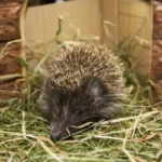 Oktober 2018 am Tierschutzhof PFOTENHILFE