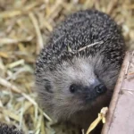 November 2019 am Tierschutzhof PFOTENHILFE