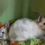 Salzburg: Lebende Weihnachtsgeschenke entsorgt – Täter gesucht