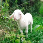 Salzburger „Rücksitz-Lamm“ bei Pfotenhilfe in Quarantäne