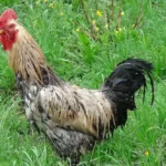 Schattenseite privater Hühnerhaltung:  Hahn nachts über Zaun geworfen