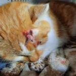 Schwer verletzter Kater aus Betonrohr geborgen