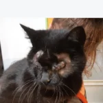 Schwer kranker, blinder Kater drehte sich nur noch im Kreis