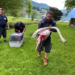 Schwer verletzter Schwan in Mondsee: Niemand wollte helfen