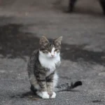 Neue Katzen-kastrations-Verordnung