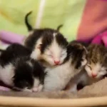 PFOTENHILFE zum Weltkatzentag 8.8.: Skrupellosigkeit hat Hochsaison