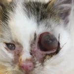 Spaziergängerin fand Kätzchen in schockierendem Zustand – wer kennt es?