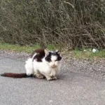 Sterbenskranke Katze schleppte sich durch Lochener Ortszentrum