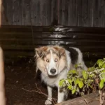 Stevie ist für immer eingeschlafen