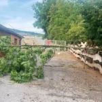 Sturm hat viele Vögel aus Nestern geweht – Schwere Schäden auch bei PFOTENHILFE