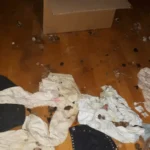 Hündin 14 Tage unversorgt in Wohnung zurückgelassen – tot