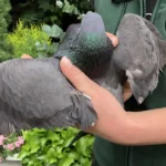 Taubenquäler in Braunau unterwegs: 500,- Ergreiferprämie