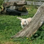 PFOTENHILFE appelliert: