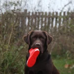 Tieren Freude machen statt Böller krachen