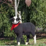 Das große Fest der Tierfreunde