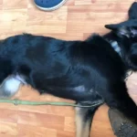 3 Tierquälerei-Prozesse an 2 Tagen am Landesgericht Ried/I.: Alle Hunde bei Pfotenhilfe in Sicherheit