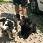 Animal Hoarding: Tierquälerin heute verurteilt