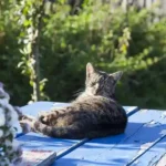 September 2018 am Tierschutzhof PFOTENHILFE