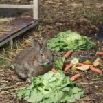 Tierschutzhof-Aufruf an Gastronomie: