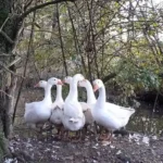 Sieben Gänse vor dem Ofen gerettet