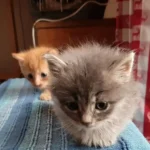 September 2019 am Tierschutzhof PFOTENHILFE